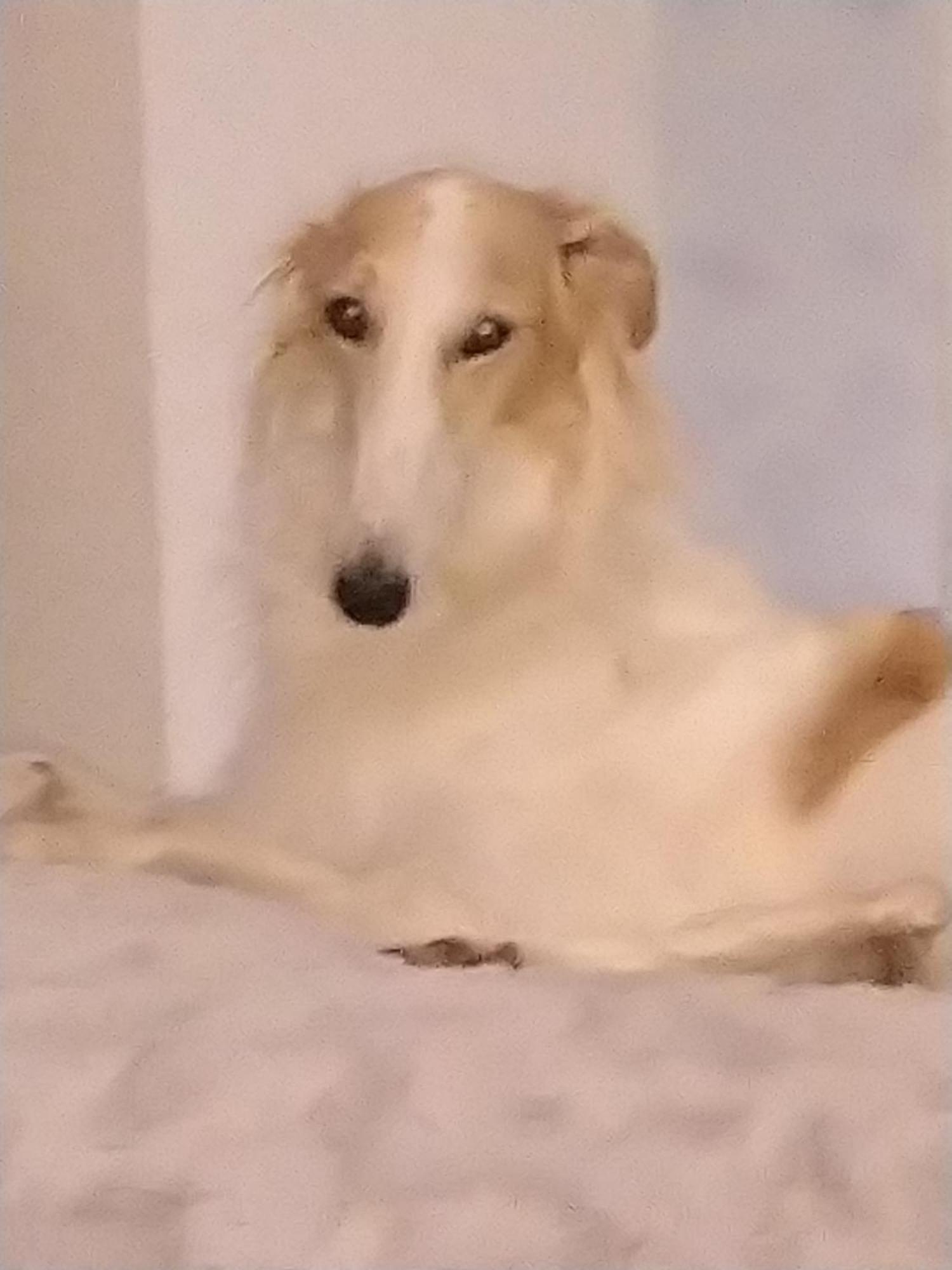 Swiss Borzoi House Bed & Breakfast Vully-les-Lacs Luaran gambar