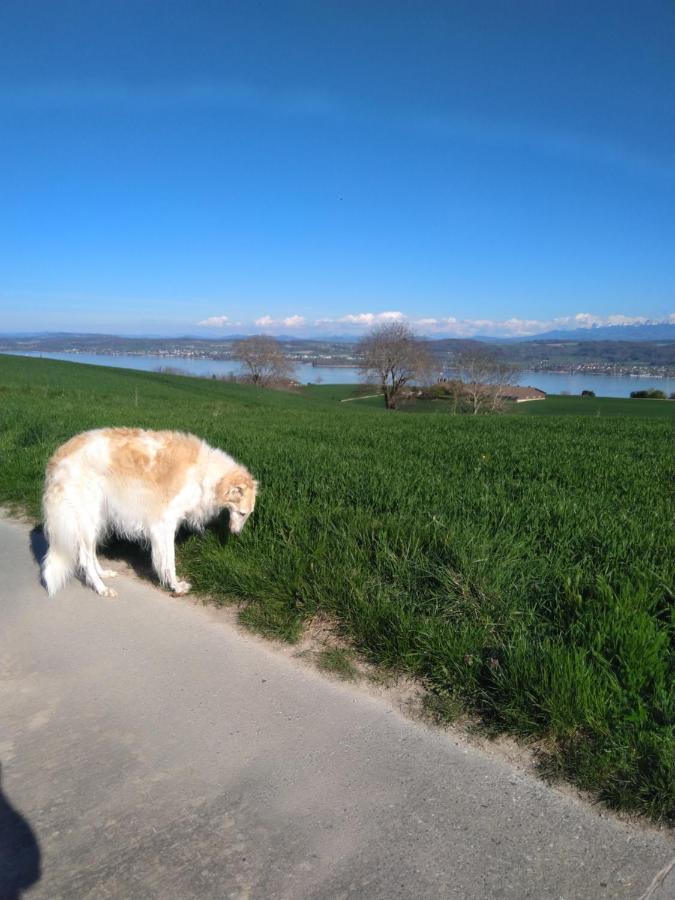 Swiss Borzoi House Bed & Breakfast Vully-les-Lacs Luaran gambar