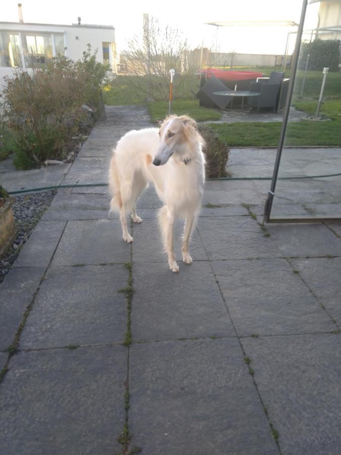 Swiss Borzoi House Bed & Breakfast Vully-les-Lacs Luaran gambar