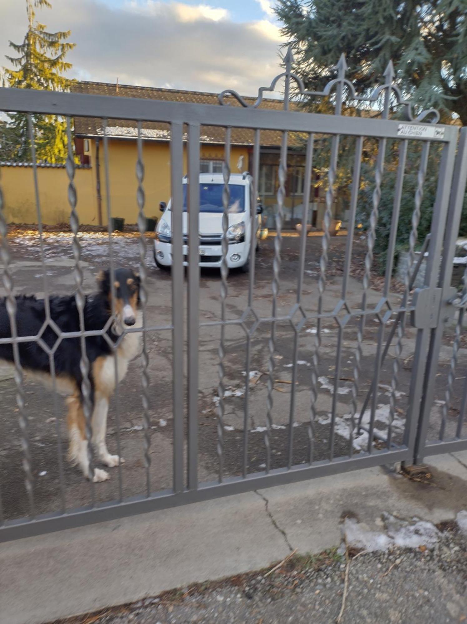 Swiss Borzoi House Bed & Breakfast Vully-les-Lacs Luaran gambar