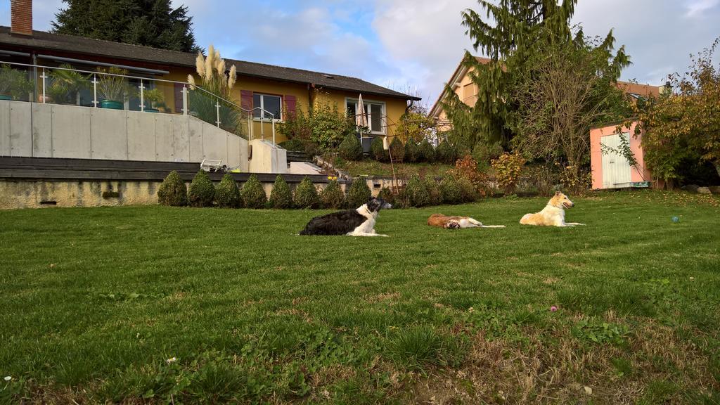 Swiss Borzoi House Bed & Breakfast Vully-les-Lacs Luaran gambar