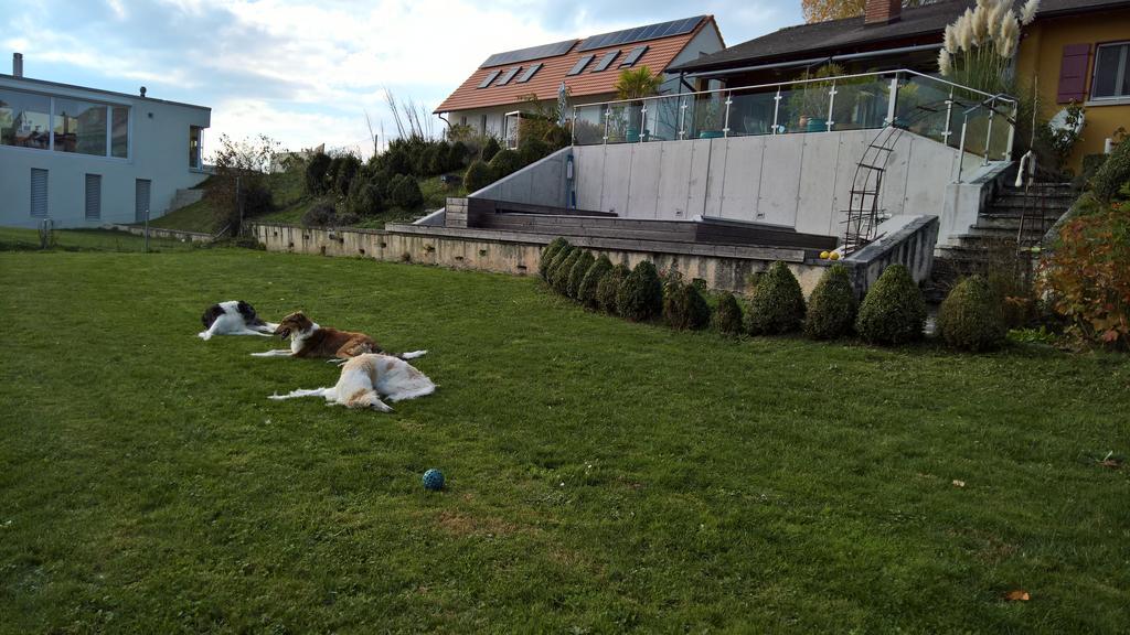 Swiss Borzoi House Bed & Breakfast Vully-les-Lacs Luaran gambar