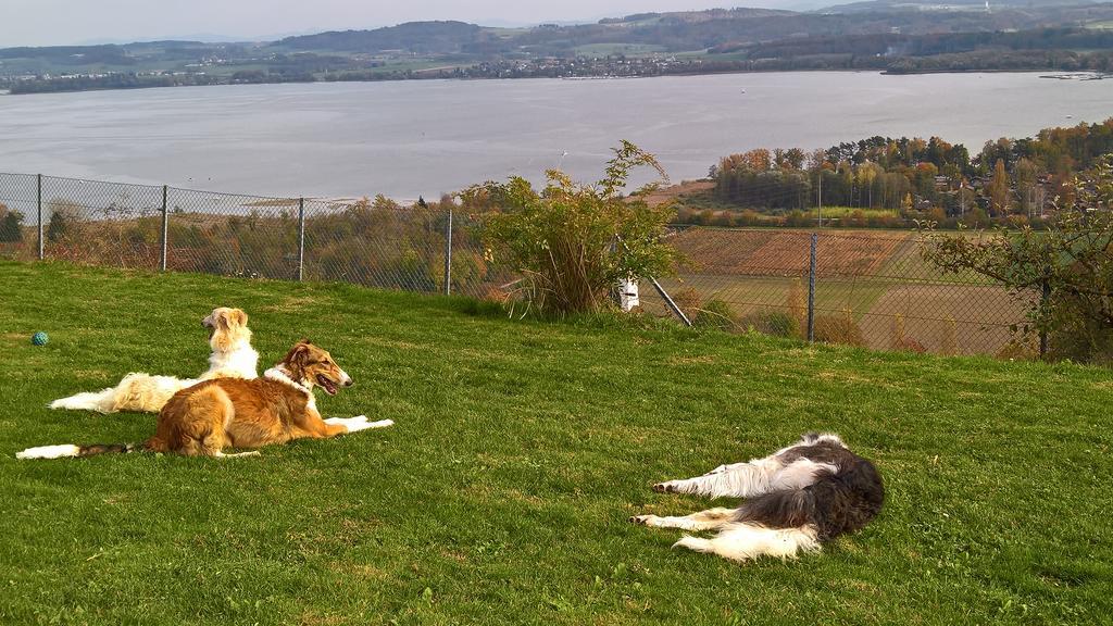 Swiss Borzoi House Bed & Breakfast Vully-les-Lacs Luaran gambar