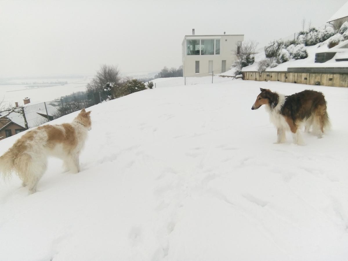 Swiss Borzoi House Bed & Breakfast Vully-les-Lacs Luaran gambar