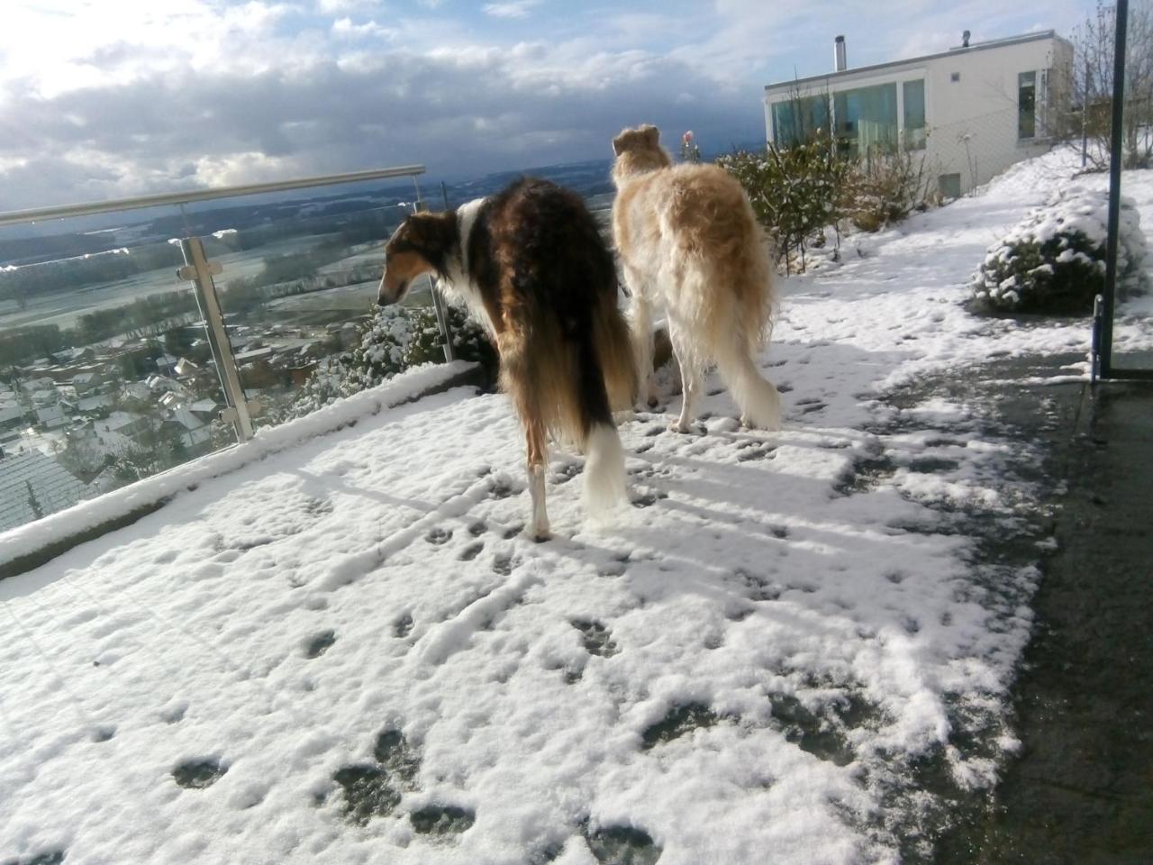 Swiss Borzoi House Bed & Breakfast Vully-les-Lacs Luaran gambar