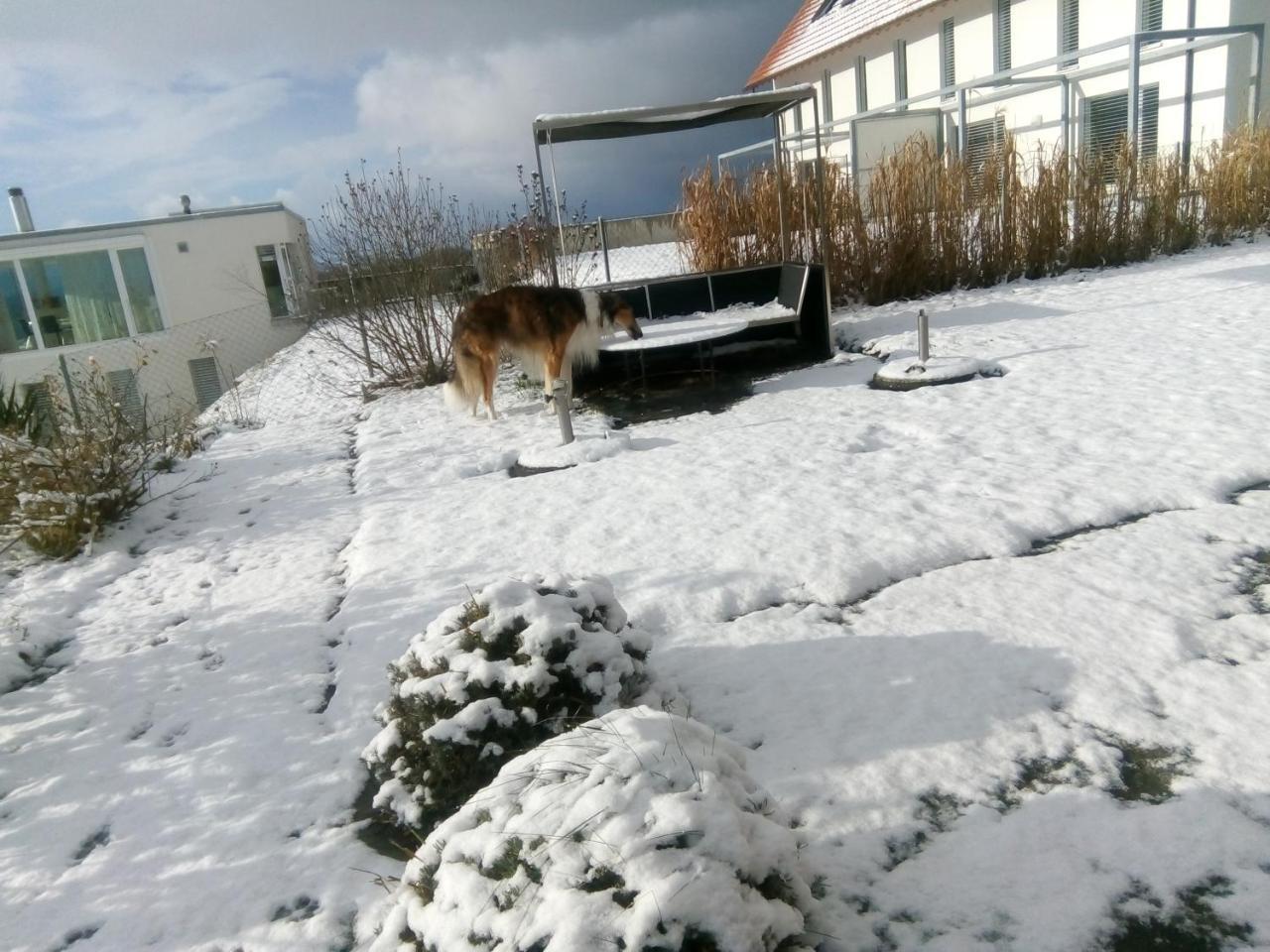 Swiss Borzoi House Bed & Breakfast Vully-les-Lacs Luaran gambar